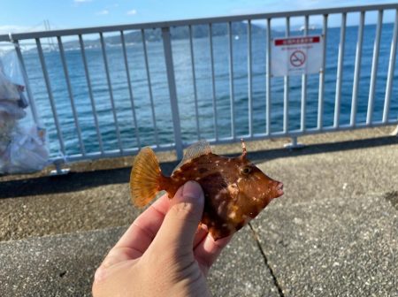 カワハギシーズンイン！！